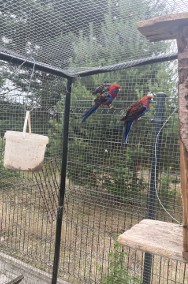 Papugi rozelle królewskie czerwone dorosła para-2