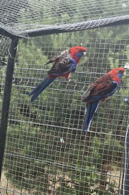 Papugi rozelle królewskie czerwone dorosła para-3