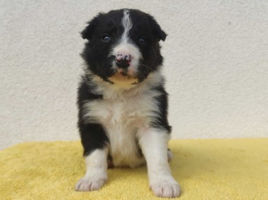 BORDER COLLIE piękne rasowe szczenię z hodowli-1