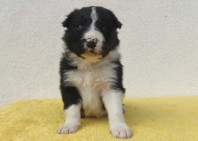 BORDER COLLIE piękne rasowe szczenię z hodowli