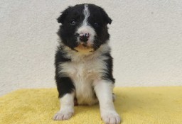 BORDER COLLIE piękne rasowe szczenię z hodowli