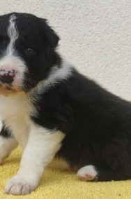 BORDER COLLIE piękne rasowe szczenię z hodowli-2