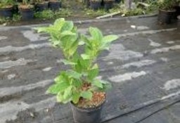 Laurowiśnia Wschodnia 'Rotundifolia' 30-50cm Donica 2L