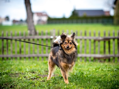 Oto cudny kawaler, który poszukuje domku - adoptujesz MacGyvera?-1