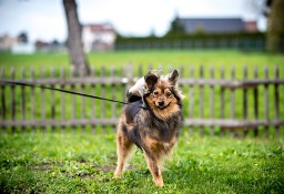 Oto cudny kawaler, który poszukuje domku - adoptujesz MacGyvera?