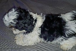 Szczeniaki shih  tzu