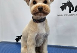 Blonde Yorkshire terrier 