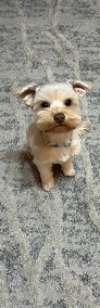 Blonde Yorkshire terrier -3