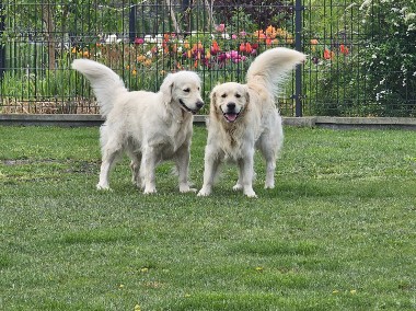 Golden Retriever szczeniaki-1