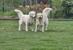 Golden Retriever szczeniaki