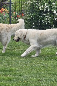 Golden Retriever szczeniaki-2