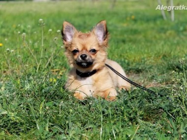 Chihuahua śliczne szczenięta-1