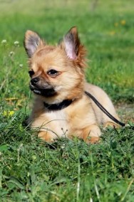 Chihuahua śliczne szczenięta-2