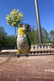 Barwinki Czarnogłowe i Białobrzuche (Pionites Melanocephala i P. Leucogaster)-2