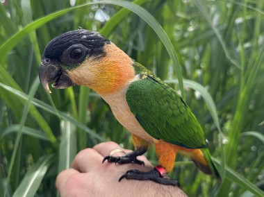 Barwinki Czarnogłowe i Białobrzuche (Pionites Melanocephala i P. Leucogaster)-1