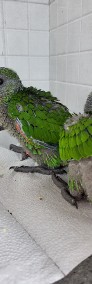 Papugi recznie karmione -4