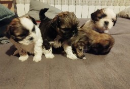 Szczeniaki SHIH TZU Rezerwacja 