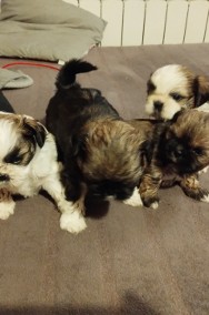 Szczeniaki SHIH TZU Rezerwacja odbiór po 1 grodnia -2