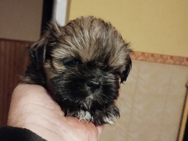 SHIH TZU Piesek Rezerwacja odbiór po 1 grodnia p-1