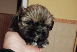 SHIH TZU Piesek Rezerwacja odbiór po 1 grodnia p