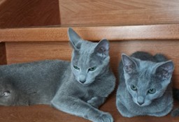 Kocięta Rosyjskie Niebieskie 