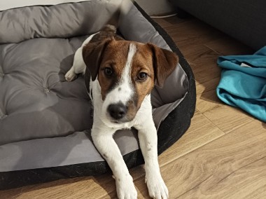 7-miesięczny Jack Russel Terrier z metryką ZKWP i kompletną wyprawką -2