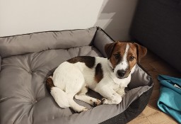 7-miesięczny Jack Russel Terrier z metryką ZKWP i kompletną wyprawką 