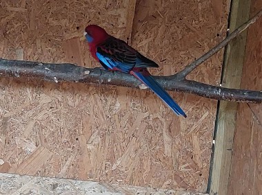 Papuga rozella krolewska  samiec -1
