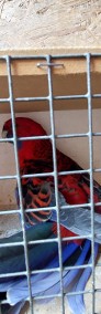 Papuga rozella krolewska  samiec -3