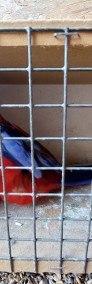 Papuga rozella krolewska  samiec -4