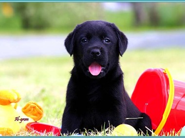 Zapowiedź czarnego miotu Labrador Retriever-1