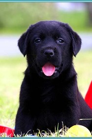 Zapowiedź czarnego miotu Labrador Retriever-2