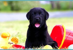 Zapowiedź czarnego miotu Labrador Retriever