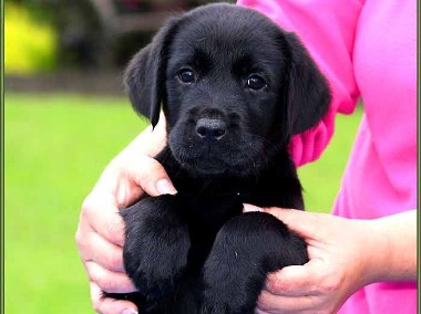 Zapowiedź czarnego miotu Labrador Retriever-1