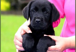 Zapowiedź czarnego miotu Labrador Retriever