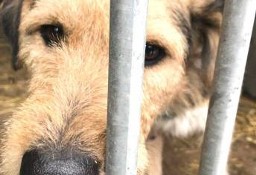 ŁAPKA - przerażony schroniskiem psiak w typie terriera irlandzkiego szuka domu