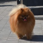 Szpic miniaturowy pomeranian piękny reproduktor