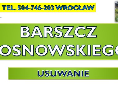 Usuwanie barszczu Sosnowskiego, tel.  zwalczanie, cennik, Wrocław, likwidacja.-1