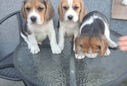 Małe Beagle szukają nowego domu. 