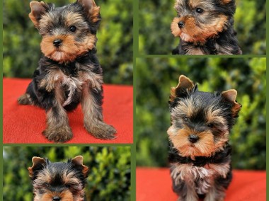 Yorkshire Terrier ZKwP/FCI -2