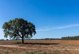 Działka inna Faro