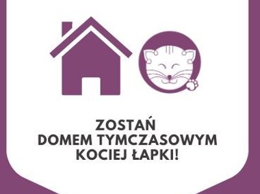Zostań domem tymczasowym Kociej Łapki!-1