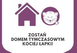 Zostań domem tymczasowym Kociej Łapki!