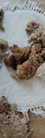 Maltipoo-3