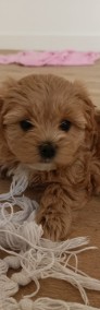 Maltipoo-4