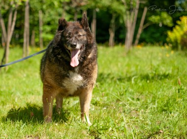 Ron i Hermiona wspaniała psia para szuka domu-1