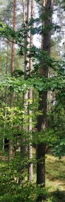 Domek Malinka w lesie nad jeziorem Sasek Wielki nocleg mazury majówka wakacje-4