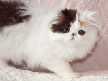 Piękna kotka perska *** trzy kolorowa z przewagą białego-1