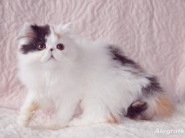 Piękna kotka perska *** trzy kolorowa z przewagą białego-2