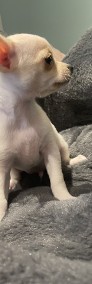 AKRI Chihuahua piesek krótkowłosy-4